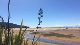 Kiwiland (3/5)