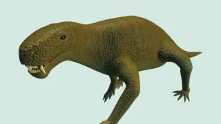 Ohrozená biodiverzita - fakty o vymieraní druhov