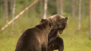 Tajemné kouzlo bažin (1)