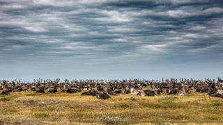Indiáni Sibíri proti ťažbárom