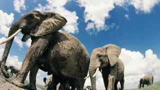 Sloni - špionáž ve stádu