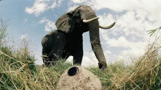 Sloni - špionáž ve stádu