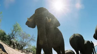 Sloni - špionáž ve stádu