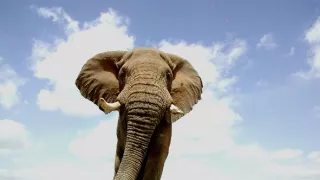 Sloni - špionáž ve stádu