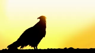 Divoká příroda Ománu (2/2)