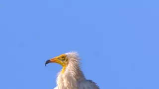 Divoká příroda Ománu (2/2)