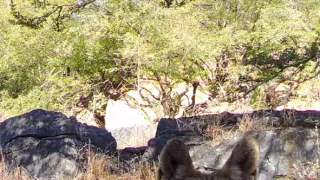 Divoká příroda Ománu (2/2)