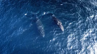 Divoká příroda Ománu (2/2)