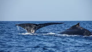 Divoká příroda Ománu (2/2)