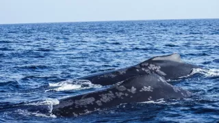 Divoká příroda Ománu (2/2)