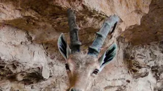 Divoká příroda Ománu (2/2)