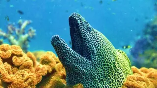 Divoká příroda Ománu (2/2)