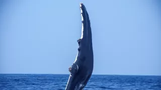 Divoká příroda Ománu (2/2)