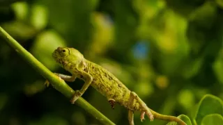 Divoká příroda Ománu (2/2)