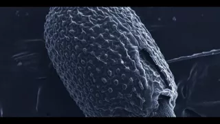 Sila rastlín - tajomný dobyvateľ