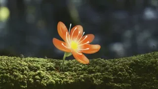 Sila rastlín - tajomný dobyvateľ