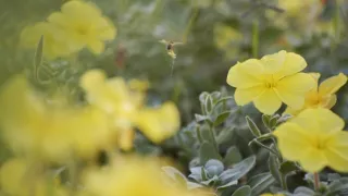 Sila rastlín - tajomný dobyvateľ