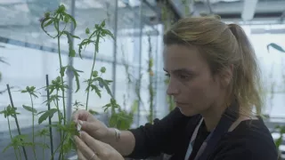 Sila rastlín - tajomný dobyvateľ