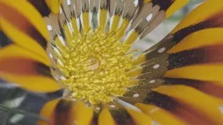 Sila rastlín - tajomný dobyvateľ