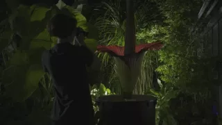 Sila rastlín - tajomný dobyvateľ