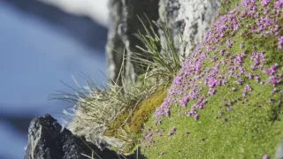Sila rastlín - tajomný dobyvateľ