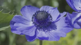 Sila rastlín - tajomný dobyvateľ