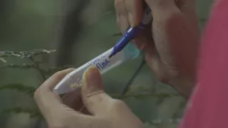 Sila rastlín - tajomný dobyvateľ