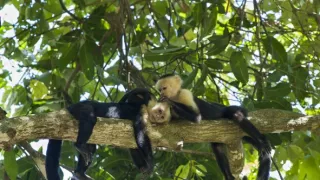 Zvierací Einsteinovia (4/6)