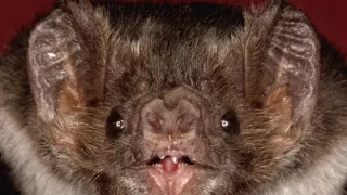 Zvierací Einsteinovia (4/6)