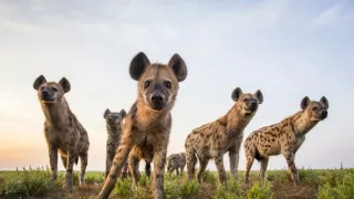 Zvierací Einsteinovia (4/6)