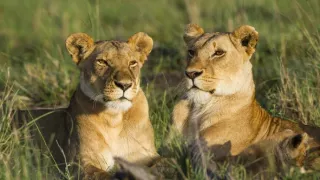 Zvierací Einsteinovia (4/6)