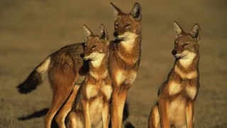 Zvierací Einsteinovia (4/6)