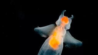 Královna mizející říše