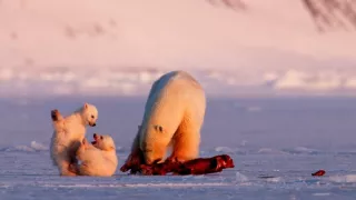 Královna mizející říše