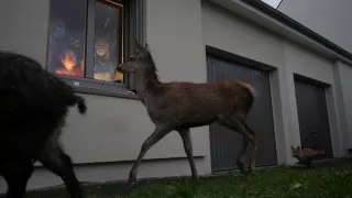 Když tu není člověk, zvířata tančí (1/2)