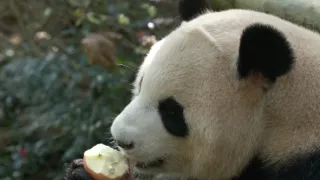 Návrat do divočiny