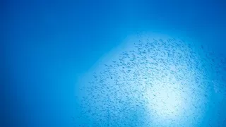 Hlbiny Stredozemného mora