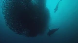 Hlbiny Stredozemného mora