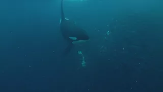 Hlbiny Stredozemného mora