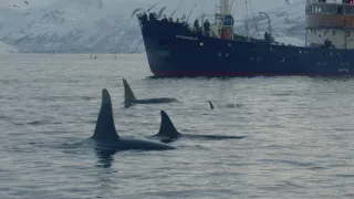 Hlbiny Stredozemného mora