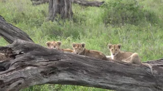 Kráľovstvo divočiny: Zo života levíčat, Tanzánia