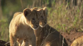 Kráľovstvo divočiny: Zo života levíčat, Tanzánia