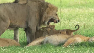 Kráľovstvo divočiny: Zo života levíčat, Tanzánia