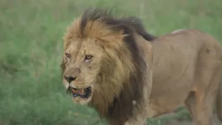 Kráľovstvo divočiny: Zo života levíčat, Tanzánia