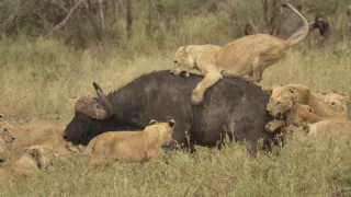 Kráľovstvo divočiny: Zo života levíčat, Tanzánia
