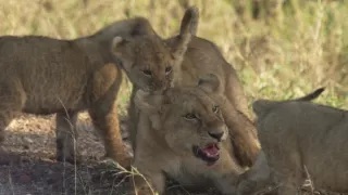Kráľovstvo divočiny: Zo života levíčat, Tanzánia