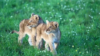 Kráľovstvo divočiny: Zo života levíčat, Tanzánia