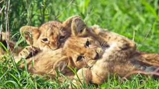 Kráľovstvo divočiny: Zo života levíčat, Tanzánia