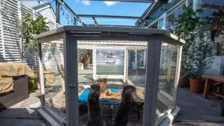 Vydry - ilegálny obchod s exotickými zvieratami