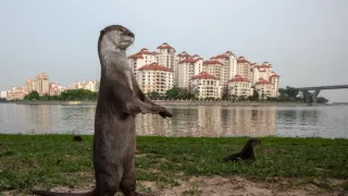 Vydry - ilegálny obchod s exotickými zvieratami